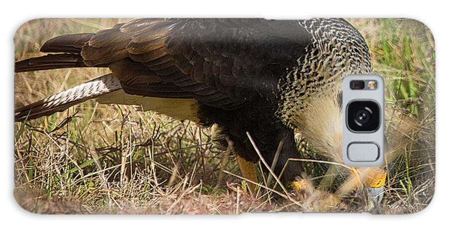 Hawk Galaxy Case featuring the photograph Crested Caracara With Prey by Rene Vasquez