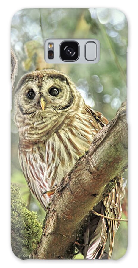 Owl Galaxy Case featuring the photograph Curious Barred Owlets by Jennie Marie Schell
