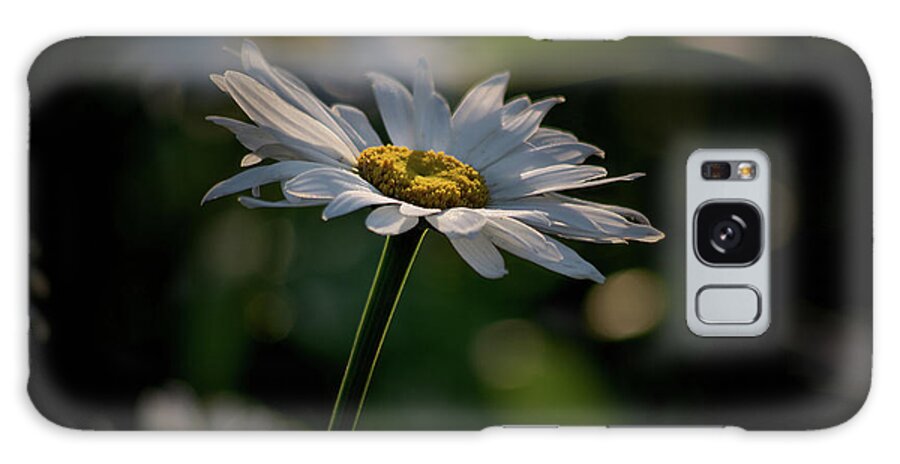 Plants Galaxy Case featuring the photograph Daisy by Buddy Scott