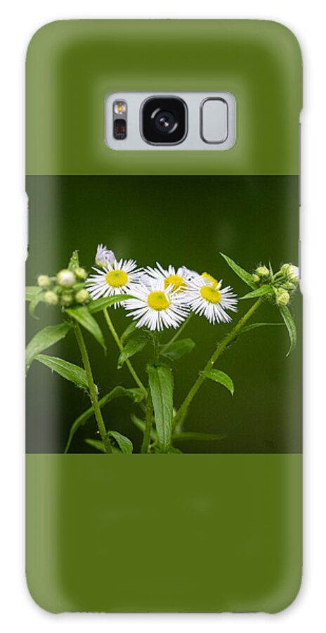 Flower Galaxy Case featuring the photograph Daisy Fleabane is Blooming by Linda Bonaccorsi