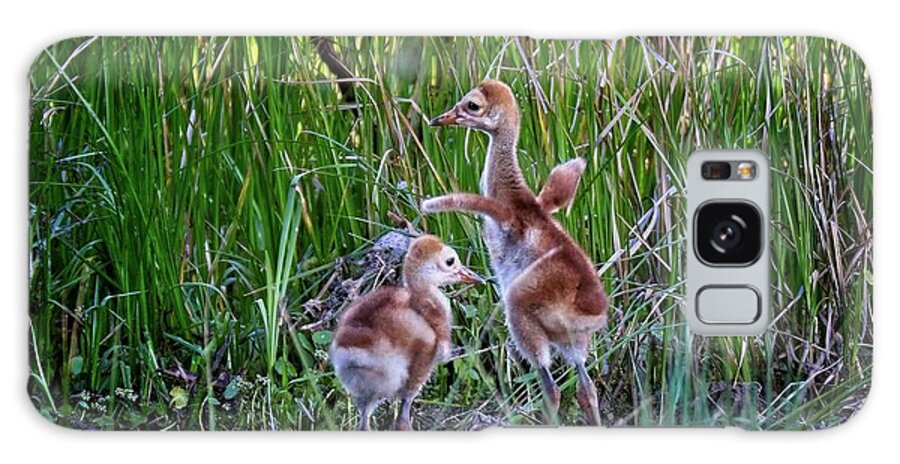 Animal Galaxy Case featuring the photograph Dancing Sandhill Crane Colts by Ronald Lutz