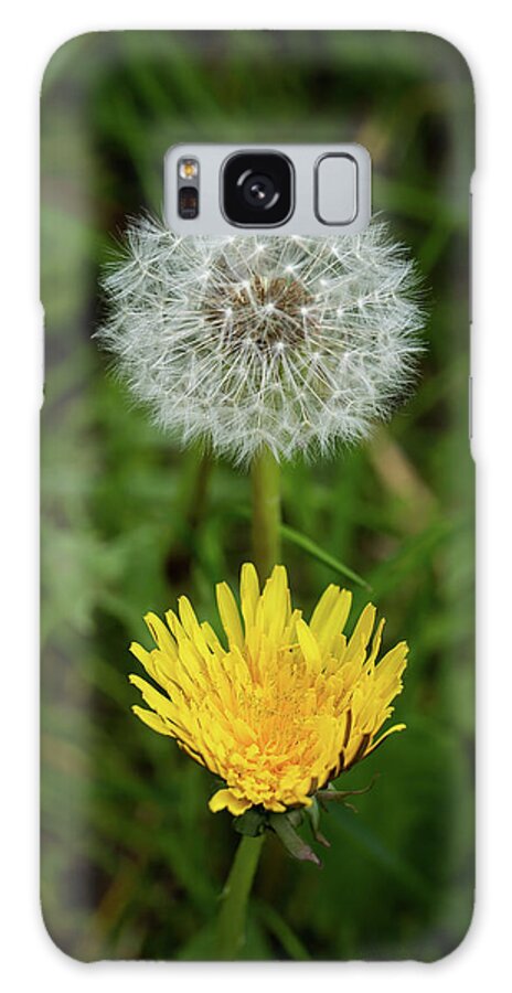 Dandelion Galaxy Case featuring the photograph Dandelion Flower Blooming And Overblown by Artur Bogacki