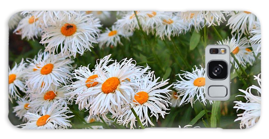 Daisies Galaxy Case featuring the photograph Darlin' Daises 2 by Kimberly Furey