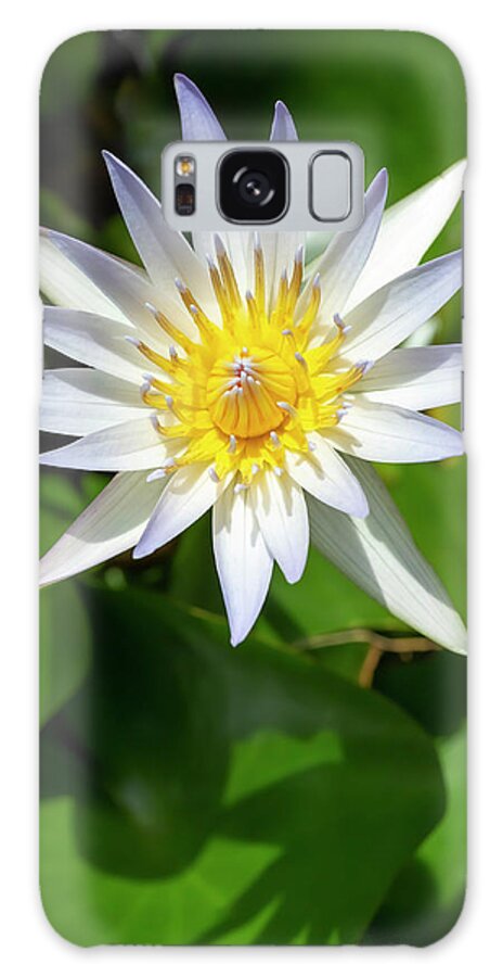 Flower Galaxy Case featuring the photograph Daubeny's Water Lily by Dawn Cavalieri