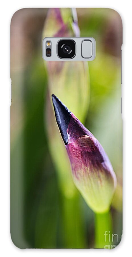 Iridaceae Galaxy Case featuring the photograph Deep Purple Iris Bud by Joy Watson