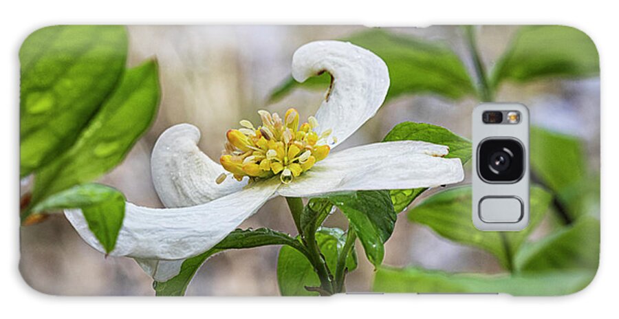 Dogwood Galaxy Case featuring the photograph Dogwood Tree Bloom in the Croatan National Forest by Bob Decker