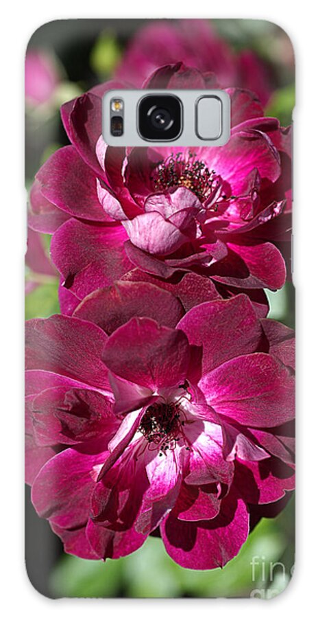 Floribunda Rose Galaxy Case featuring the photograph Double The Pink Roses by Joy Watson