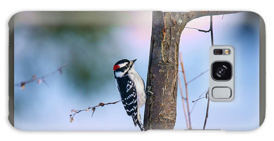 Downy Woodpecker Galaxy Case featuring the photograph Downy Woodpecker by Kristin Hatt