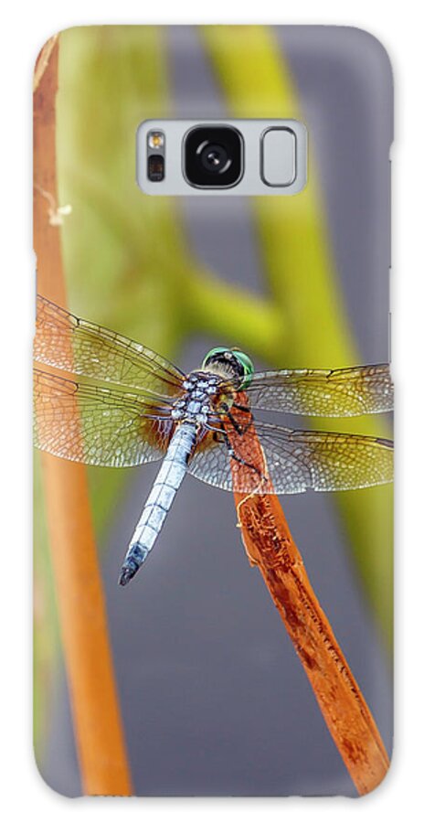 Dragonfly Galaxy S8 Case featuring the photograph Dragonfly by Cate Franklyn