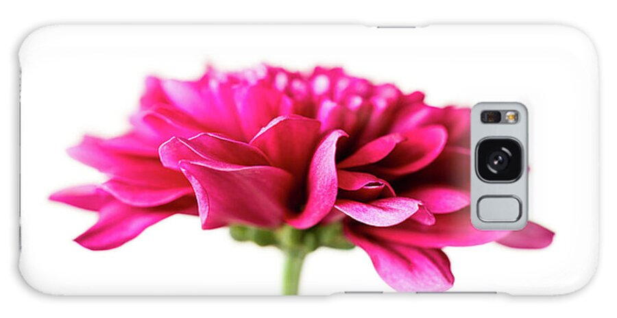 Chrysanthemum Galaxy Case featuring the photograph Dreamy Chrysanthemum by Tanya C Smith