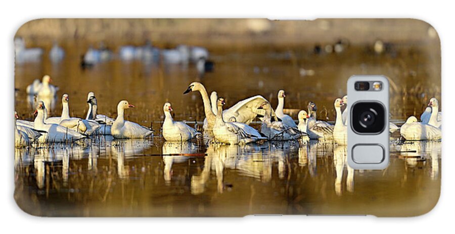 Ducks Galaxy Case featuring the photograph Ducks, Geese and Swans in Golden Hours by Amazing Action Photo Video