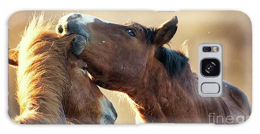 Salt River Wild Horses Galaxy Case featuring the photograph Ear Nibble by Shannon Hastings