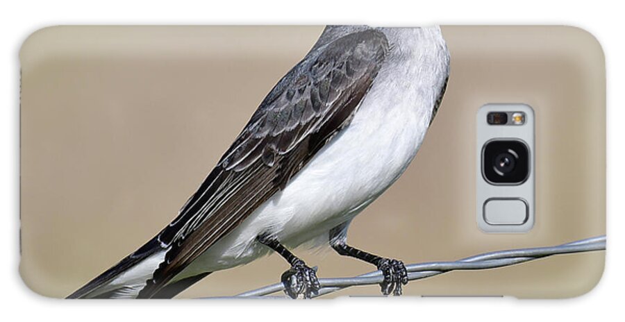 Eastern Kingbird Looking On At Ennis Lake Galaxy Case featuring the photograph Eastern Kingbird looking on by Carolyn Hall