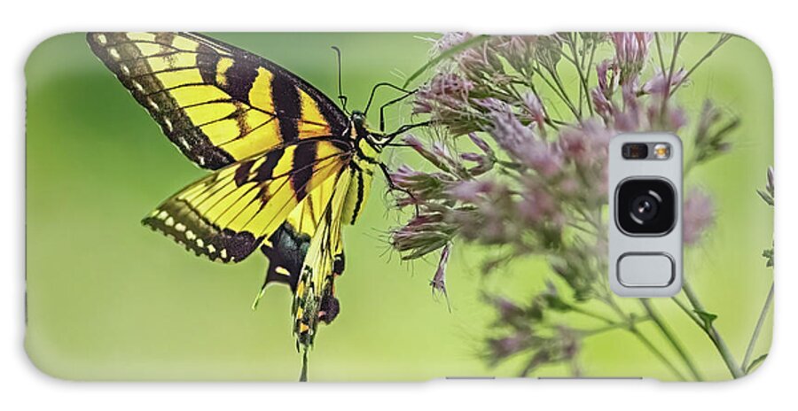 Butterfly Galaxy Case featuring the photograph Eastern Swallowtail Butterfly Gathering Nectar by Ira Marcus