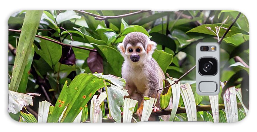 Amazon Galaxy Case featuring the photograph Ecuadorian squirrel monkey by Henri Leduc