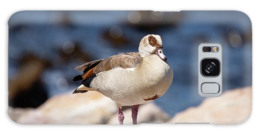 Egyptian Goose Galaxy Case featuring the photograph Egyptian Goose at Stony Point by Eva Lechner