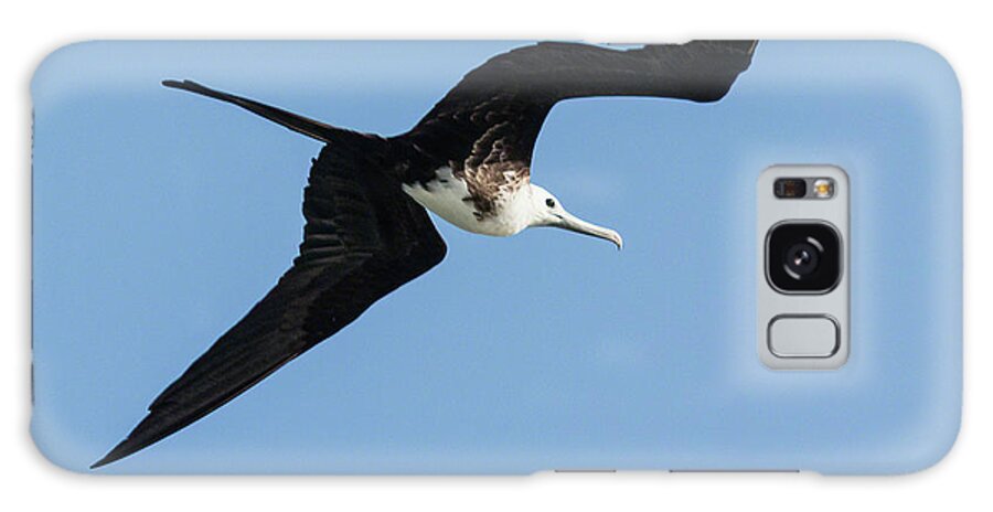 Brevard County Galaxy Case featuring the photograph Elegant Magnificent Frigatebird by Dawn Currie