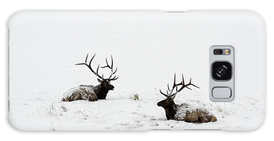 Elk Galaxy Case featuring the photograph Elk laying in a snow covered meadow - 9069 by Jerry Owens