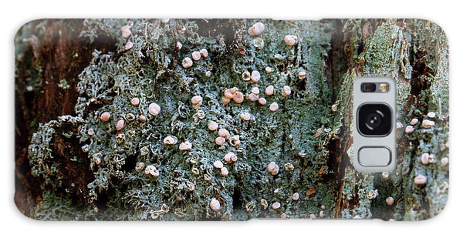 Icmadophilia Ericetorum Galaxy Case featuring the photograph Fairy Puke on a Tree. by Cheryl Day