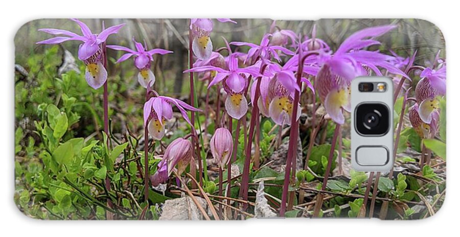 Calypso Bulbosa Galaxy Case featuring the photograph Fairy slippers by Lisa Mutch