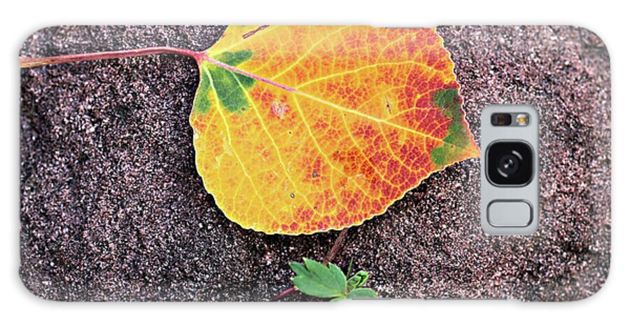 Fall Galaxy Case featuring the photograph Fall Colors on Rock by Bob Falcone