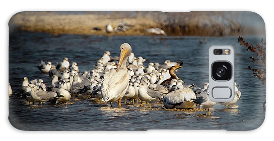 Pelican Galaxy Case featuring the photograph Feathered Friends by Pam Rendall