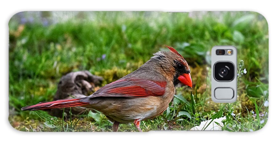 Photo Galaxy Case featuring the photograph Female Cardinal in Grass by Evan Foster