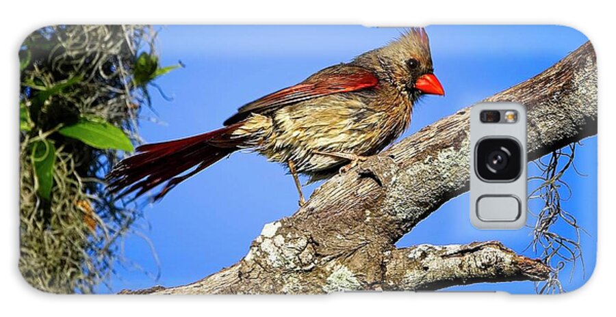 Florida Galaxy Case featuring the photograph Female Northern Cardinal After Bath by Ronald Lutz