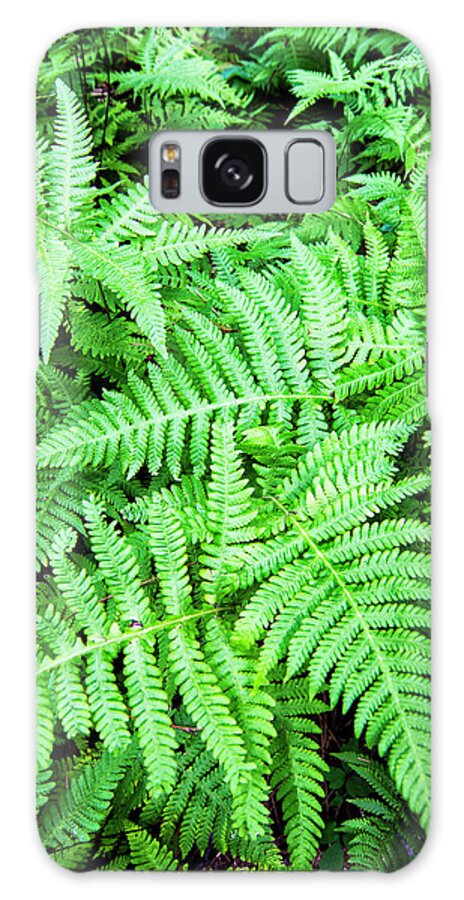 Ferns Galaxy Case featuring the photograph Ferns in the Forest by Bob Decker