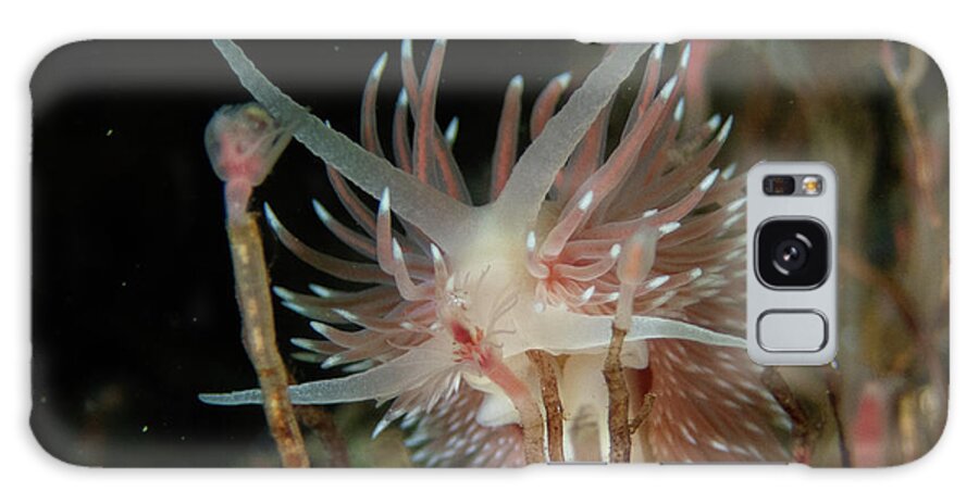 Nudibranch Galaxy Case featuring the photograph Flabellina verilli amongst the hydroids by Brian Weber
