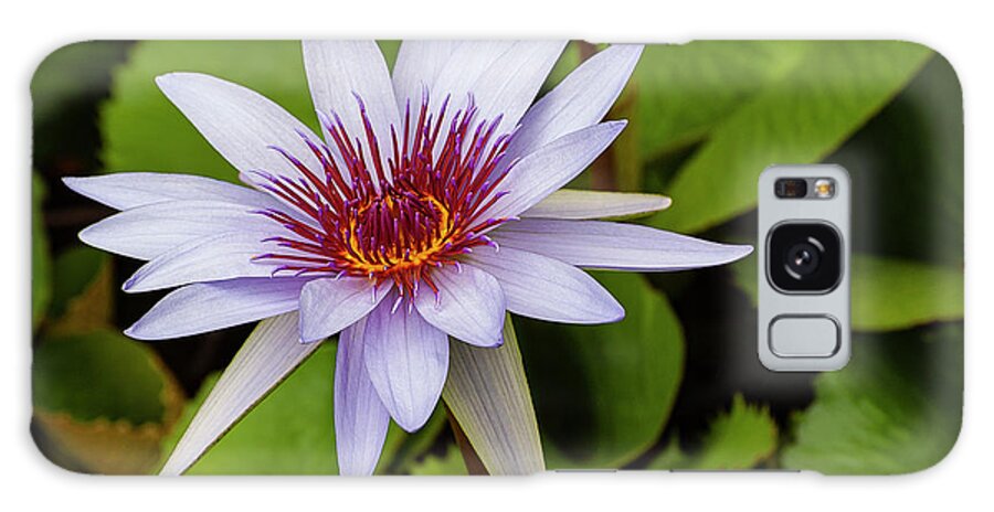 Cape Blue Water Lily Galaxy Case featuring the photograph Floating Lily by Bob Phillips