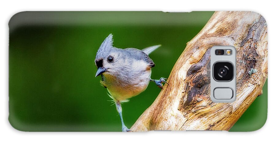 Tufted Titmouse Galaxy Case featuring the photograph Footloose by Keith Benoist