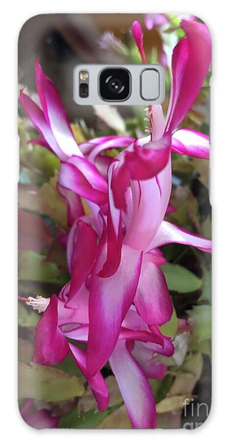 Thanksgiving Cactus Galaxy Case featuring the photograph Thanksgiving Cactus Fuchsia 2 by J Hale Turner