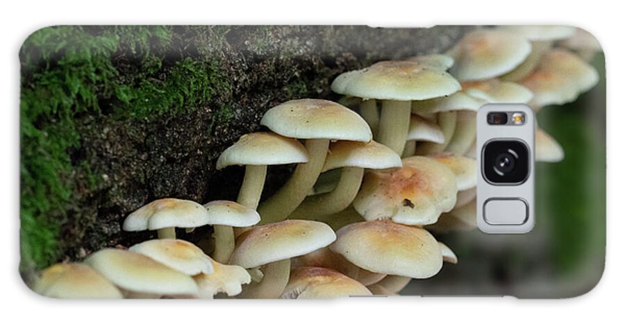 Fungi Galaxy Case featuring the photograph Fungal foray by Gareth Parkes