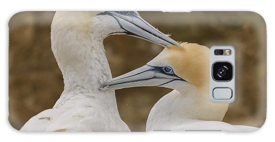 Gannet Galaxy Case featuring the photograph Gannets 4 by Werner Padarin