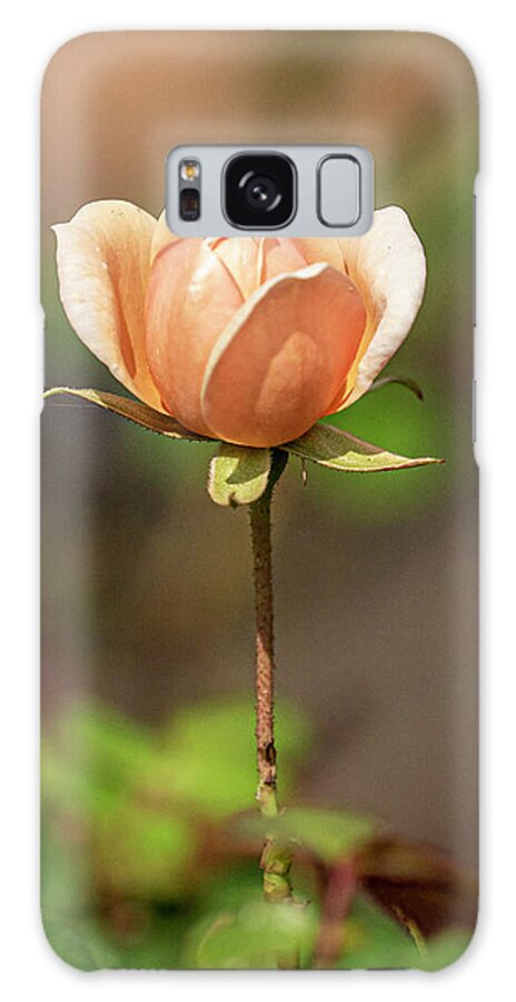 Rose Galaxy Case featuring the photograph Garden Rose by Jerry Connally