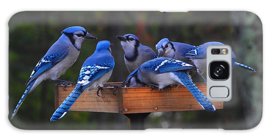 Blue Jays Galaxy Case featuring the photograph Gathering Of Blue Jays by Living Color Photography Lorraine Lynch