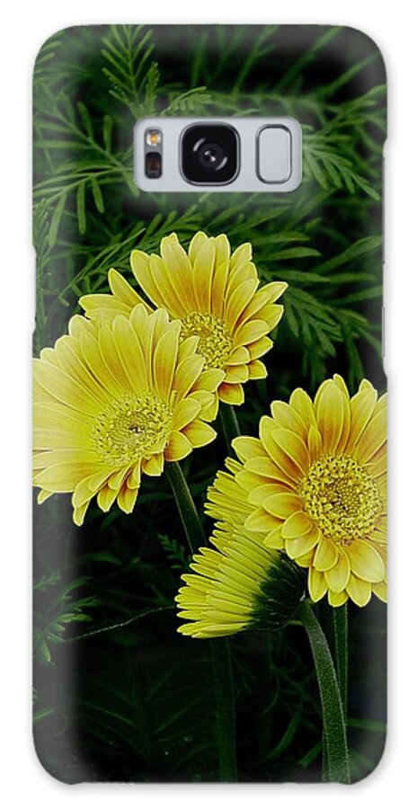 Flowers Galaxy Case featuring the photograph Gerbers In Gold by Alida M Haslett