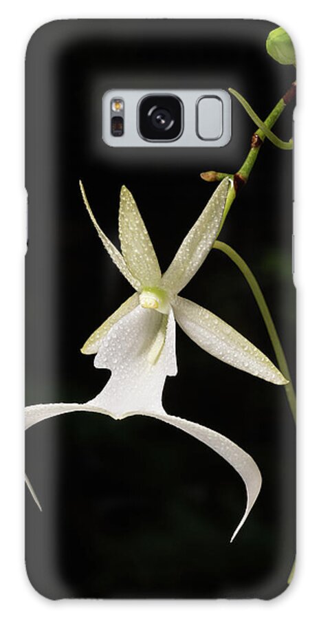 Dendrophylax Lindenii Galaxy Case featuring the photograph Ghost Orchid Flower and Bud by Rudy Wilms