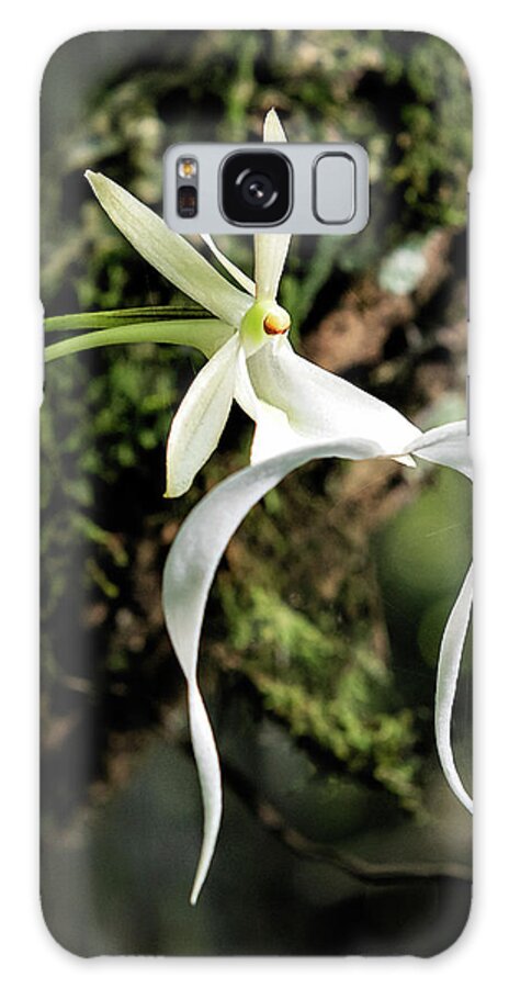 Dendrophylax Lindenii Galaxy Case featuring the photograph Ghost Orchid by Rudy Wilms