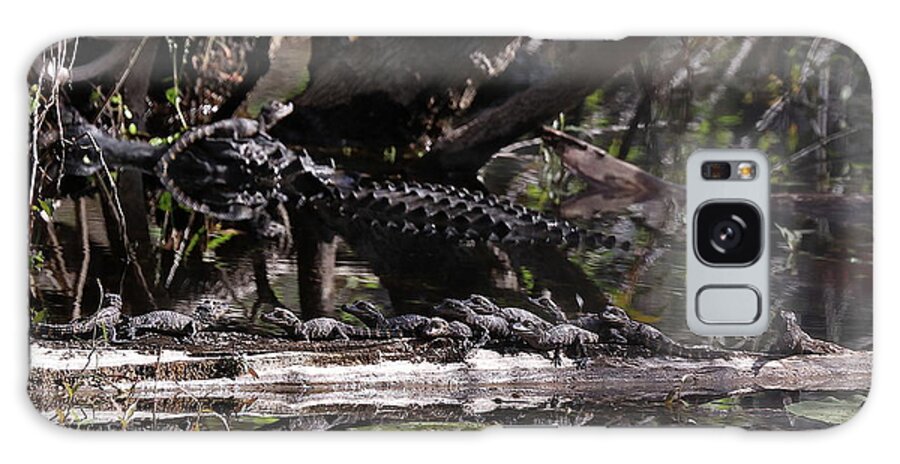 Alligator Galaxy Case featuring the photograph Giant Mama Gator and 12 Tiny Babies by Mingming Jiang