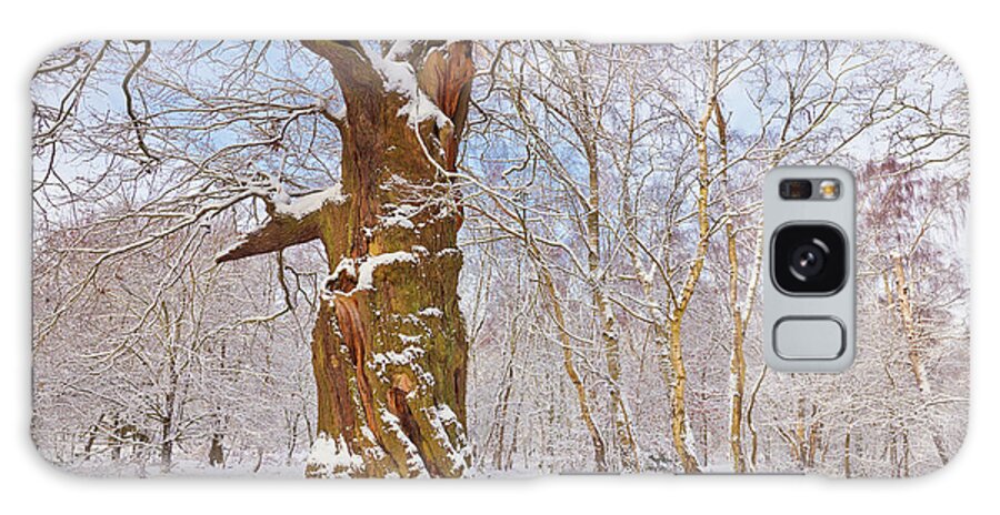 Sherwood Forest Country Park Galaxy Case featuring the photograph Gnarled oak tree in fresh snow, Sherwood Forest, Nottingham, England by Neale And Judith Clark