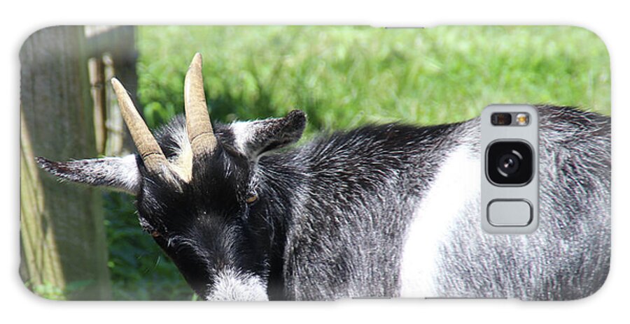 Goat Galaxy Case featuring the photograph Goat With An Attitude by Demetrai Johnson