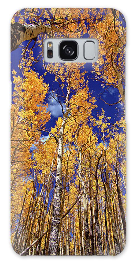 Fall Colors Galaxy S8 Case featuring the photograph Golden Aspens by Bob Falcone