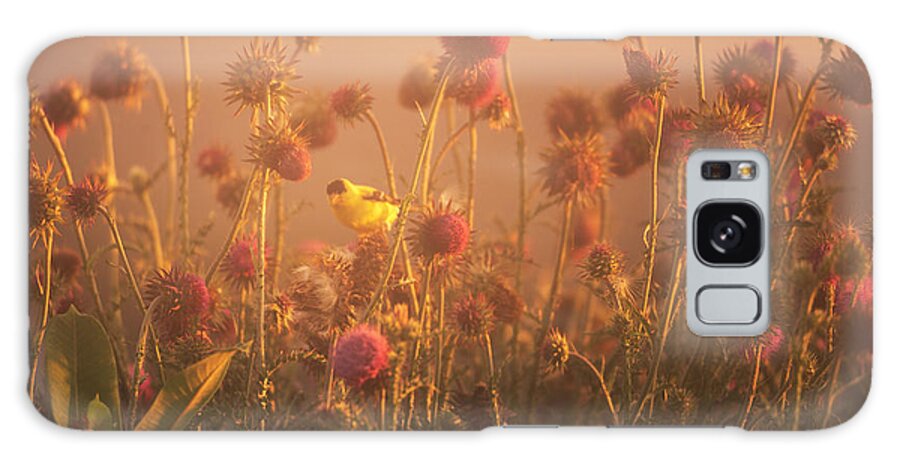 Gold Galaxy Case featuring the photograph Golden Finch in the Golden Light by Jason Fink