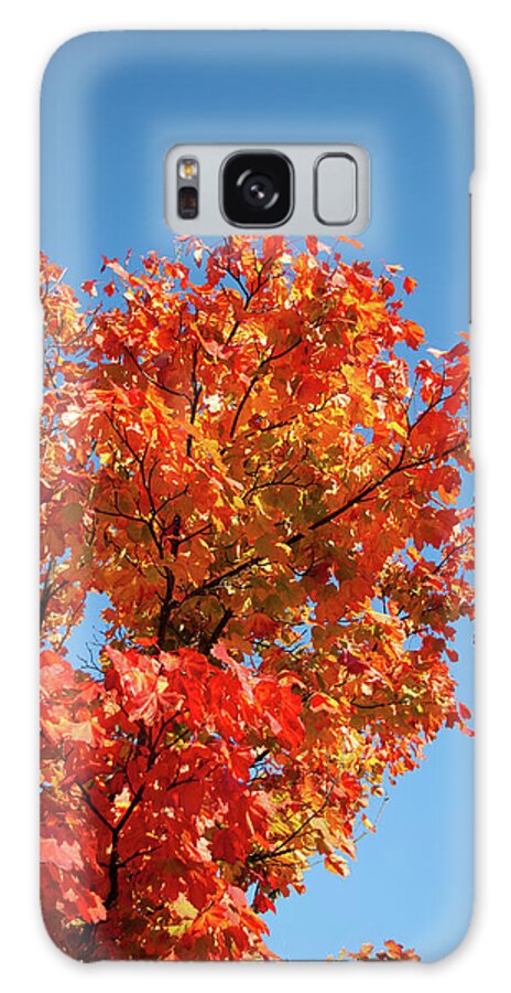 Autumn Galaxy Case featuring the photograph Golden leaves by Average Images