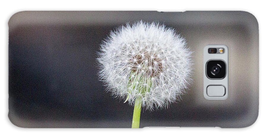 Flower Galaxy Case featuring the photograph Gone to seed by David Beechum