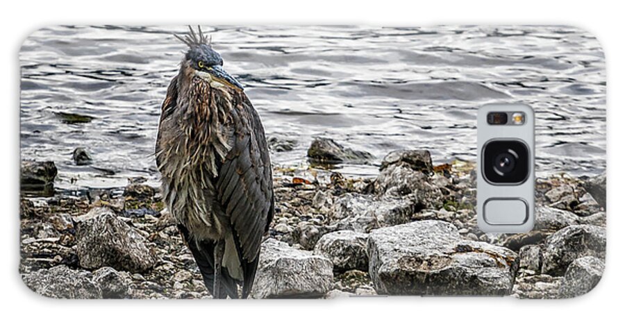 Great Blue Heron Galaxy Case featuring the photograph Great Blue Heron at Carmen Reservoir, No. 1 by Belinda Greb