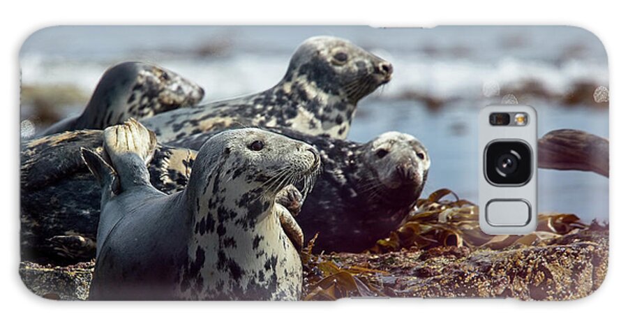 Grey Seal Galaxy Case featuring the photograph Grey Seals, Farne Islands, UK. by Tony Mills