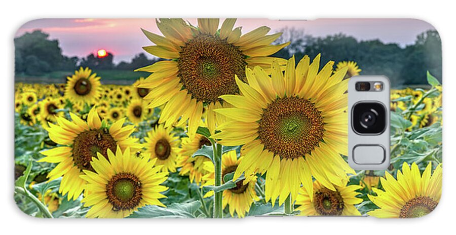 Kansas Sunflowers Galaxy Case featuring the photograph Grinter Sunflower Farm Sunset Panorama - Lawrence Kansas by Gregory Ballos